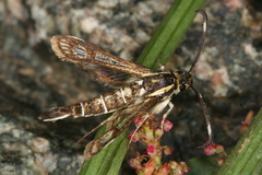 Pyropteron maroccana
