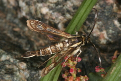 Pyropteron maroccana