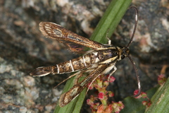 Pyropteron maroccana