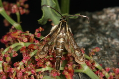 Pyropteron maroccana