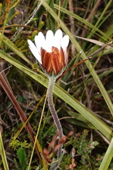 Dimorphotheca nudicaulis