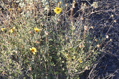 Encelia asperifolia
