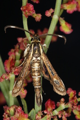 Pyropteron maroccana
