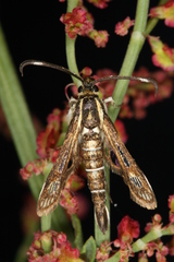 Pyropteron maroccana