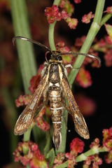 Pyropteron maroccana