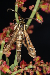 Pyropteron maroccana