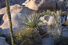 Nolina bigelovii