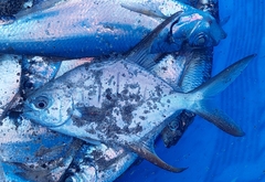 Trachinotus rhodopus