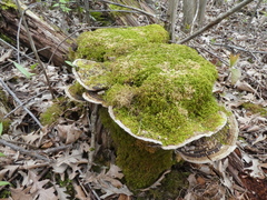 Phellinopsis conchata