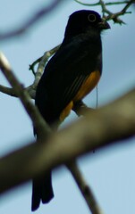 Trogon viridis