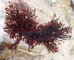 Chondrus crispus