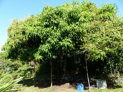 Mangifera indica