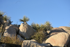 Nolina bigelovii