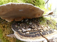 Phellinopsis conchata