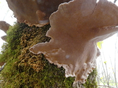 Phellinopsis conchata