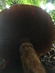 Fungi