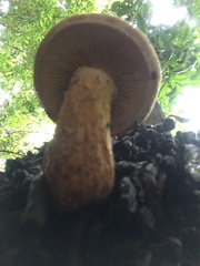 Fungi