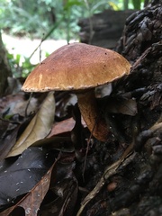 Fungi