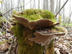 Phellinopsis conchata