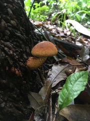 Fungi