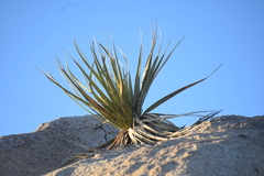 Nolina bigelovii