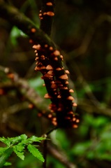 Anthracophyllum discolor