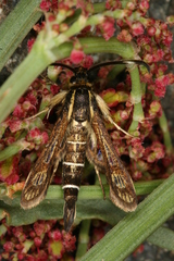 Pyropteron maroccana