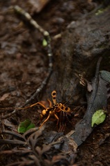 Sphictostethus gravesii