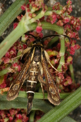 Pyropteron maroccana