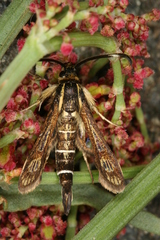 Pyropteron maroccana