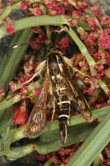 Pyropteron maroccana