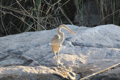 Ardea purpurea