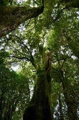 Aextoxicon punctatum