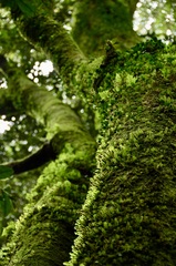 Aextoxicon punctatum