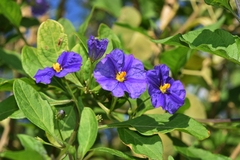 Lycianthes rantonnetii