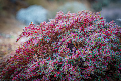 Euphorbia melanadenia