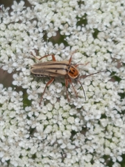 Chauliognathus scriptus