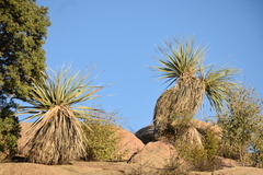 Nolina bigelovii
