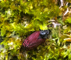 Mahanarva rubripennis