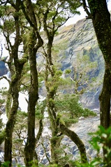 Aextoxicon punctatum