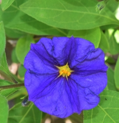 Lycianthes rantonnetii