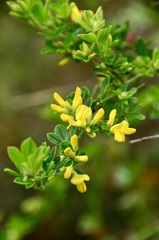 Genista monspessulana