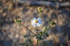 Amauria rotundifolia