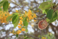 Pterocarpus lucens