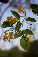 Pterocarpus lucens