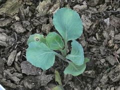 Brassica oleracea capitata