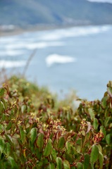 Aristotelia chilensis