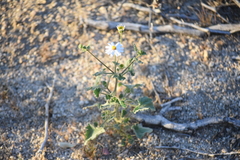 Amauria rotundifolia