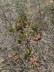 Escallonia pulverulenta