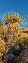 Nolina bigelovii
